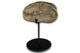 Hadrosaur (Edmontosaurus) Phalanx with Metal Stand - Montana #352285-1